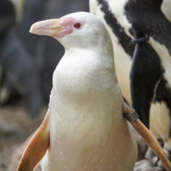 Kokosanka z gdańskiego zoo pingwinem roku 2024