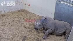 Toronto Zoo Enjoys White Rhino Christmas With Birth Of Calf