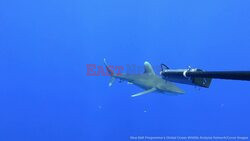 Rare Footage Of The Oceanic Whitetip Shark Captured Off The Cayman Islands