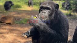 Somebody To Love! Chimp Has Battled Disability To Become A Doting, Practical Mum