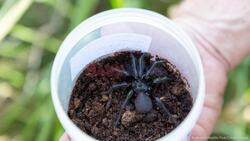 Largest Male Specimen Of World's Most Venomous Spider Found In Australia