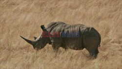 IVF Breakthrough Could Save Northern White Rhinos From Extinction