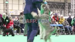 Release the hounds: hunt begins for UK show's top dog - AFP