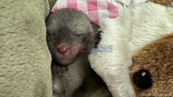 Fantastic Bat-Eared Fox! Cincinnati Zoo Welcomes Cutest New Arrival