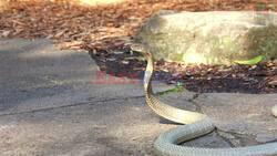 Zoo Keepers Perform Dangerous Health Check On Deadly King Cobra