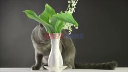 Pet Owners Guide to Toxic Houseplants