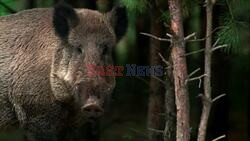 Scientists Warn Invasive Feral Pigs Pose a Threat to the US