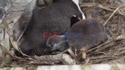 Eleven Penguin Chicks Hatch At Chester Zoo