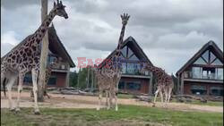 2 week old Mtembei the Giraffe at West Midlands Safari Park seen outside for the first time