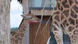 Two-Week-Old Giraffe Calf Takes First Steps Outside