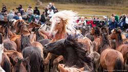 50th anniversary of A Rapa das Bestas festival at A Capelada