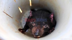 Aussie Zoo Welcomes First Tasmanian Devil Joeys Of 2024 Breeding Season