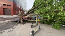 Trees uprooted from Moscow pavement after heavy storm hits Russian capital - AFP