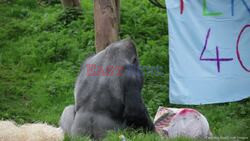 U.K.'s Oldest Silverback Gorilla Dies Aged 42