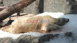 Prague zoo animals plunge into ice as high temperatures hit - AFP
