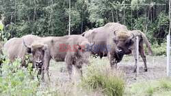 Kent's Growing Bison Herd Celebrates Second Birthday Roaming Free