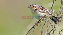 1,000th Florida Grasshopper Sparrow Released in Recovery Effort