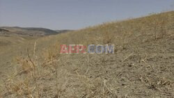 'No wheat, no barley': In drought-hit Sicily, farmers struggle to survive - AFP