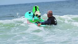 Surf's Pup! Paddling Pooches Compete At The World Dog Surfing Championships