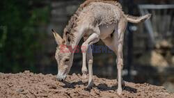 World's Rarest Ass Born At Chester Zoo