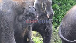 Swimming trunks: transparent tank shows paddling pachyderms - AFP