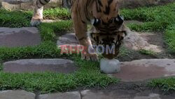 Zoo animals in Spain given special iced treats to ward off the heat - AFP