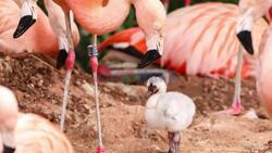 Pink Flamingos! Paignton Zoo's Gay Flamingos Become Parents