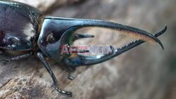 In Colombia, hungry beetle larvae combat trash buildup - AFP