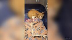 Simply Ear-Resistible! Shleter Rescues Ginger Kitten With 4 Ears