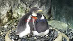 Sphen, One Half Of World Famous Gay Penguin Couple, Dies