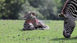 UK Zoo Celebrates Birth Of Endangered Zebra Foal