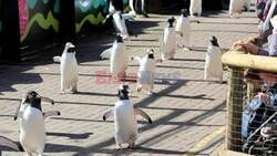 Edinburgh Zoo's Penguins To Go Back On Parade For The First Time Since Pandemic