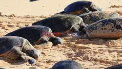 Turtle Revival on Cyprus Beaches