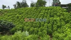 Images of a coca harvest, coca paste production in Colombia's southwest - AFP