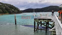 Pygmy Blue Whale Rescued Off New Zealand's North Island