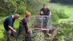 Cinnamon The Capybara Found After A Week On The Run