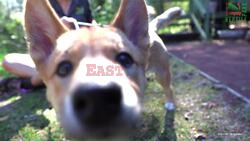 Paws-itively Adorable! Dingo Puppy Duo Make Their Debut At Australian Zoo