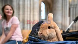 The Pawed's Prayer! Animals Attend Special Service At Ely Cathedral