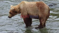 Alaska's Beasts Get Out Of Shape For Fat Bear Week 2024