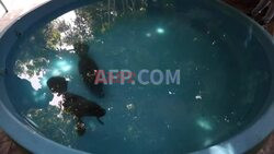 Queen Mary of Denmark visits a shelter for manatees in the Brazilian Amazon - AFP