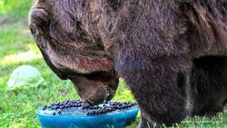 The Bears Take On The Dolphins! Chicago Zoo's Animals Begin Their Own American Football Season