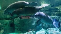 Orphaned Manatees Go To Lettuce Rehab And Grow, Grow, Grow