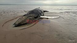 Savvy Locals Help Rescuers Save Stranded Humpback Whale From Scottish Tides