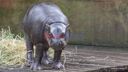 Move Over Moo Deng! In Lololi Sydney Has Its Own Adorable Pygmy Hippo Calf