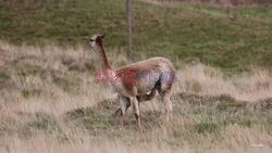 Baby Vicuna Born At Highland Wildlife Park