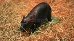 Edinburgh Zoo Celebrates Birth Of Endangered Pygmy Hippo Calf