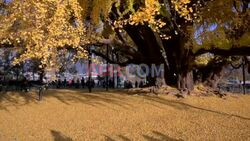 South Koreans flock to 800-year-old ginkgo tree as leaves turn golden - AFP