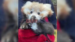 Edinburgh's Guy Fawkes Night Fireworks 'Scared Baby Red Panda To Death'