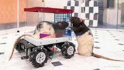 Scientists Have Trained Rats To Drive Rodent Version Of Cybertruck