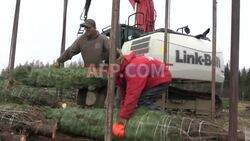 Christmas tree farm gears up for holiday season - AFP